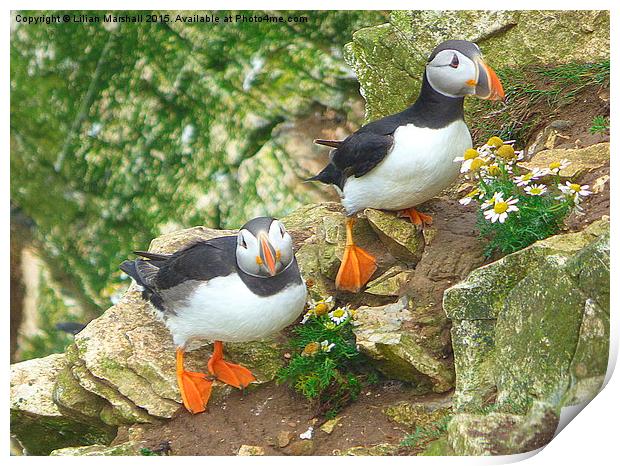  Puffins on the Cliffs..  Print by Lilian Marshall