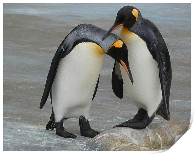 King Penguins Print by Lilian Marshall