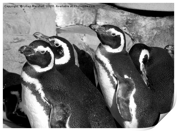 Magellanic Penguins at Blackpool Zoo Print by Lilian Marshall