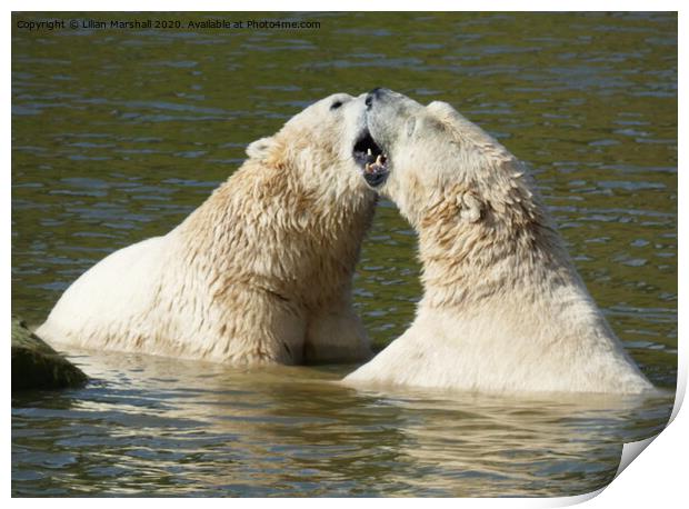 Polar bears at Yorkshire Widlife Park Print by Lilian Marshall