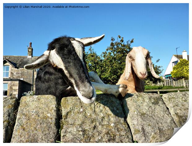 2 Nosy Goats , Print by Lilian Marshall