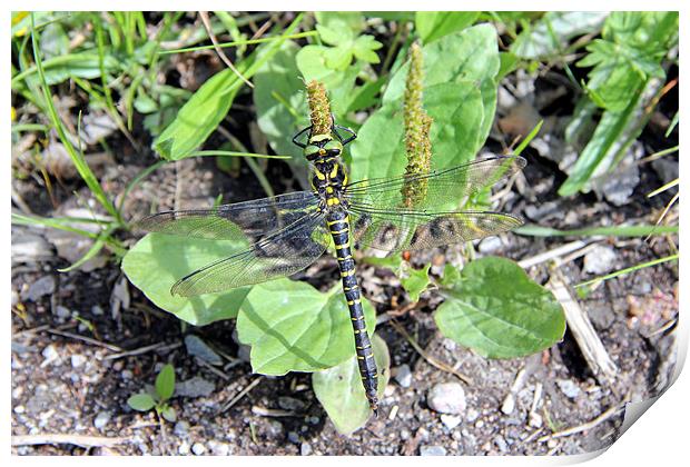 Golden Ringed Dragonfly Print by David  Susans