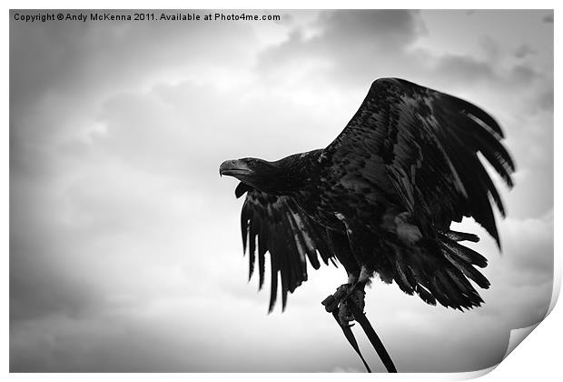 Birds of Prey 2 Print by Andy McKenna