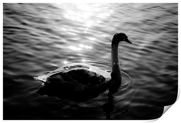 Black Swan Print by Andy McKenna
