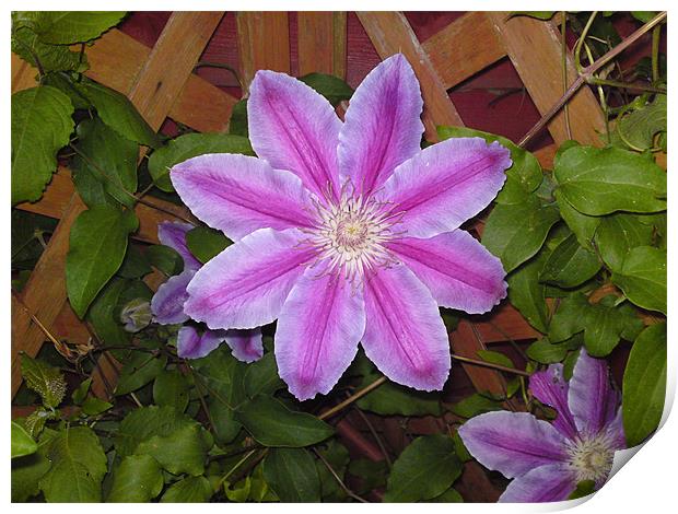 Purple Flower Print by Rhian Bagley