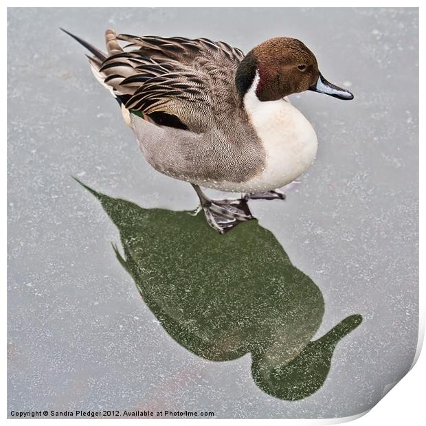 Standing on ice....Male pintail Print by Sandra Pledger