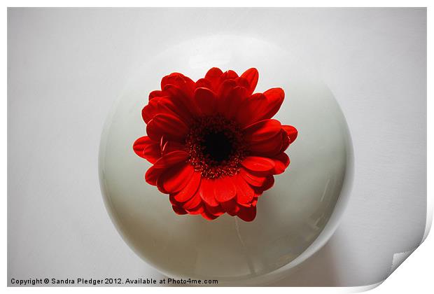 Red Gerbera in White Vase Print by Sandra Pledger
