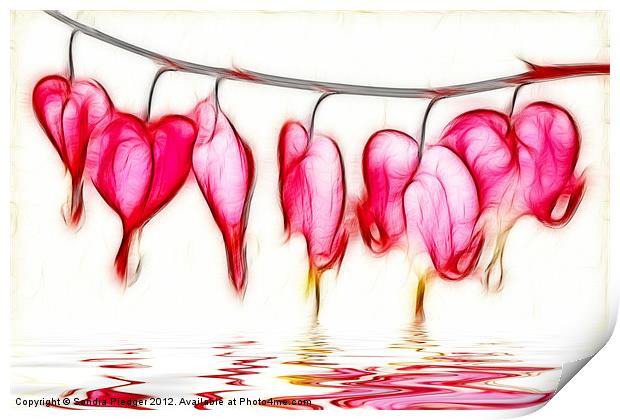 Bleeding Hearts Print by Sandra Pledger