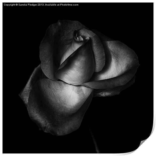The Rose Print by Sandra Pledger