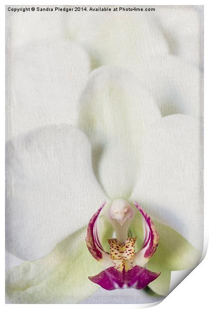 Orchid Print by Sandra Pledger
