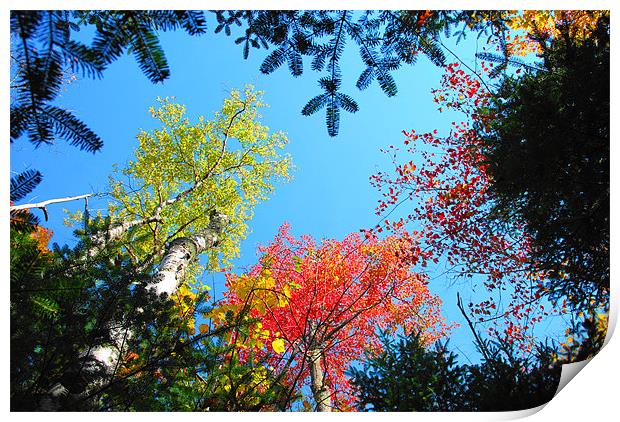 Autumn Trees in America Print by justin rafftree