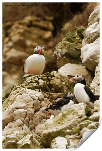 PUFFIN TOWERS Print by andrew saxton