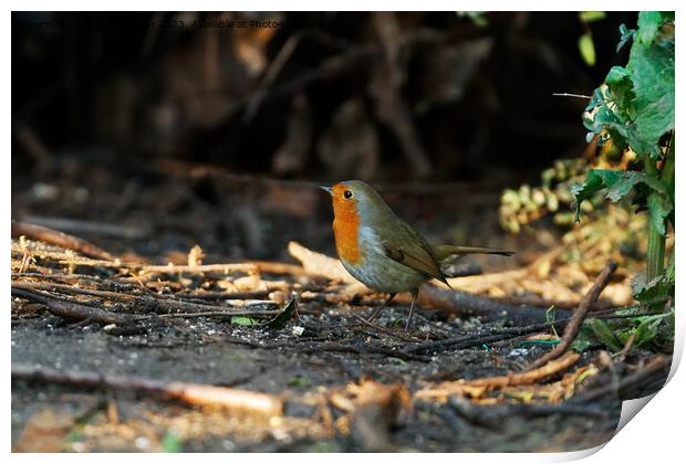 Robin's patch Print by andrew saxton