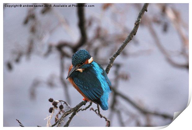  JUST SITTING Print by andrew saxton