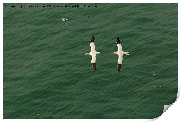 A PAIR OF GANNETS Print by andrew saxton