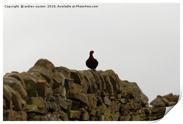 OUT IN THE OPEN Print by andrew saxton