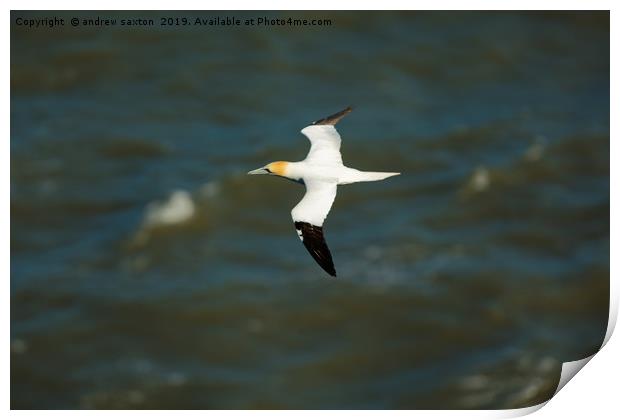 SEA FLYING Print by andrew saxton