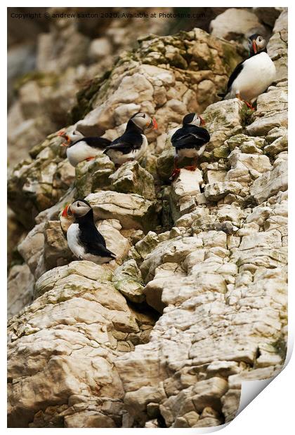 Puffins on levels Print by andrew saxton