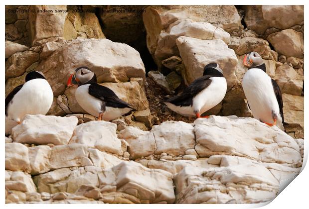 A photograph of Puffins standing on a rock Print by andrew saxton