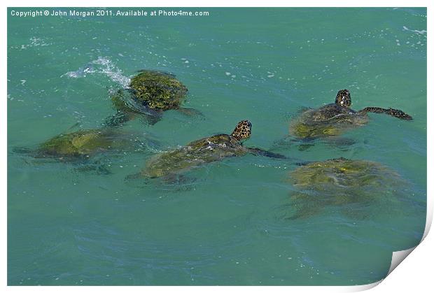 Green Backed Turtles. Print by John Morgan
