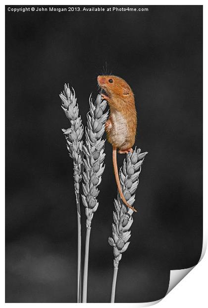 Harvest mouse. Print by John Morgan