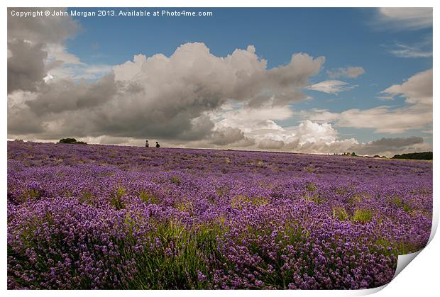 A walk in the Lavender field. Print by John Morgan