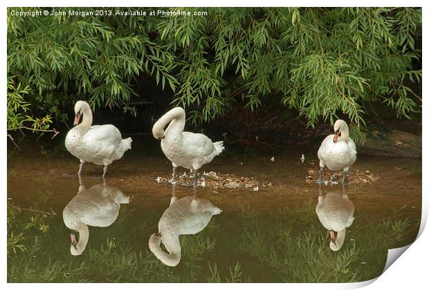 Three swans a cleaning. Print by John Morgan