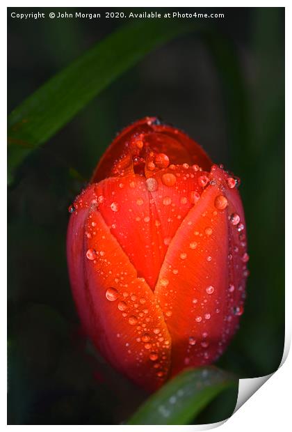 Tulip. Print by John Morgan