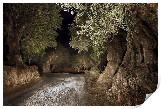 Olive Grove night Drive Print by Peter Blunn