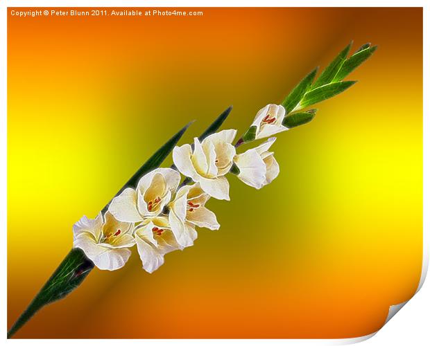 A 7 flower Gladioli on a yellowish B/G Print by Peter Blunn