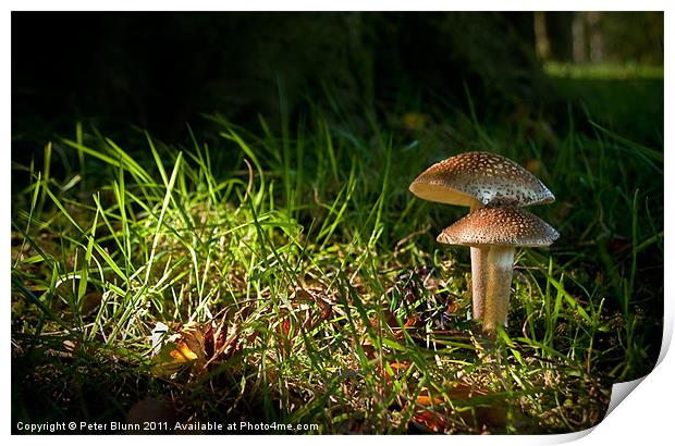 Fungi in the spotlight light Print by Peter Blunn