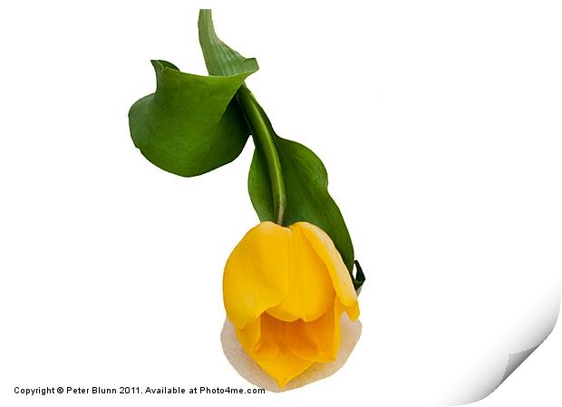 Yellow Tulip On A White B/G Print by Peter Blunn