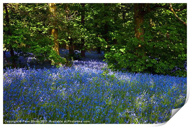 Bluebells Galore in the Woods Print by Peter Blunn