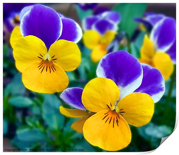Pansy's Close-up Print by Peter Blunn