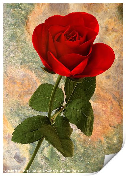 Red Rose on Texture Print by Peter Blunn