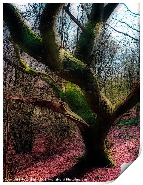 Dying Tree Print by Peter Blunn