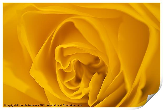 Yellow Rose Print by Jacob Andersen