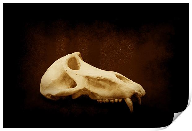 Baboon Skull 1 Print by Maria Tzamtzi Photography