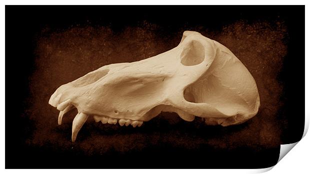 Baboon Skull 2 Print by Maria Tzamtzi Photography