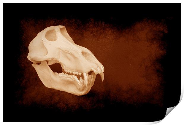 Baboon skull 5 Print by Maria Tzamtzi Photography