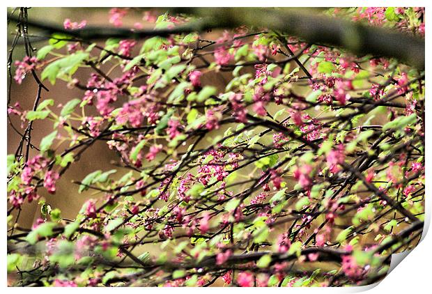 Red-flowering Currant Print by Maria Tzamtzi Photography