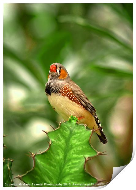 Zebra Finch Print by Maria Tzamtzi Photography