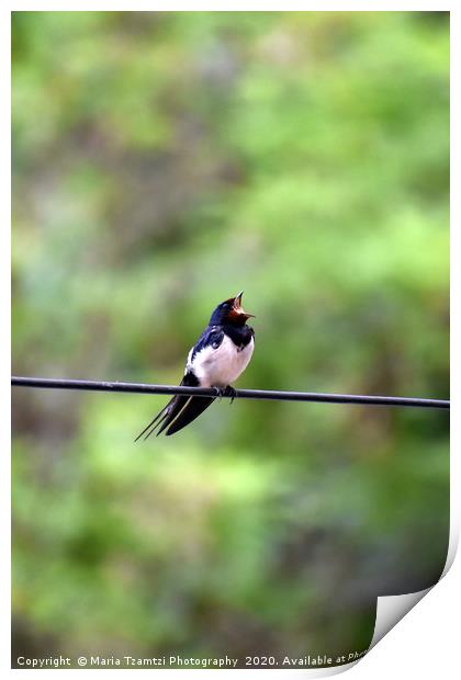 Barn Swallow Bird II, Thessaloniki, Greece Print by Maria Tzamtzi Photography