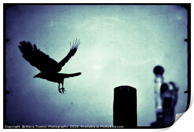 Midnight Flight of the Magpie Print by Maria Tzamtzi Photography