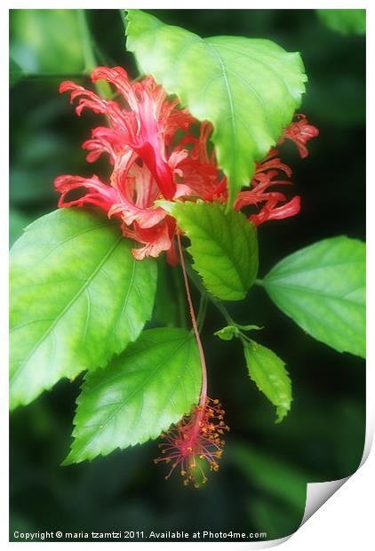 Hibiscus rosa-sinensis Print by Maria Tzamtzi Photography