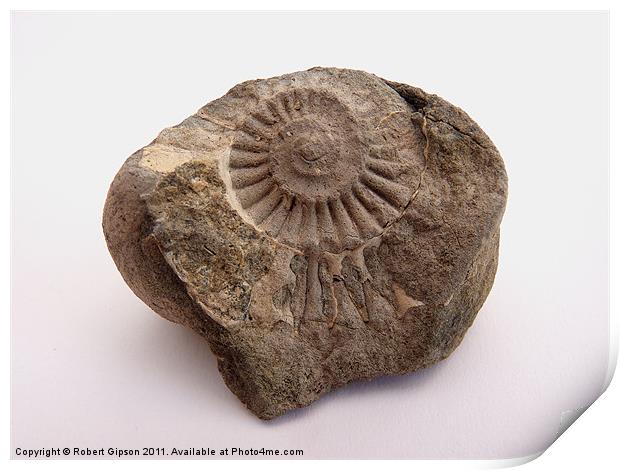 Ammonite fossil Print by Robert Gipson