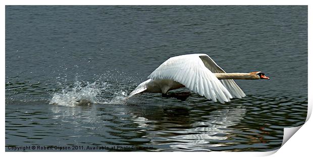 Swan takeoff over water Print by Robert Gipson