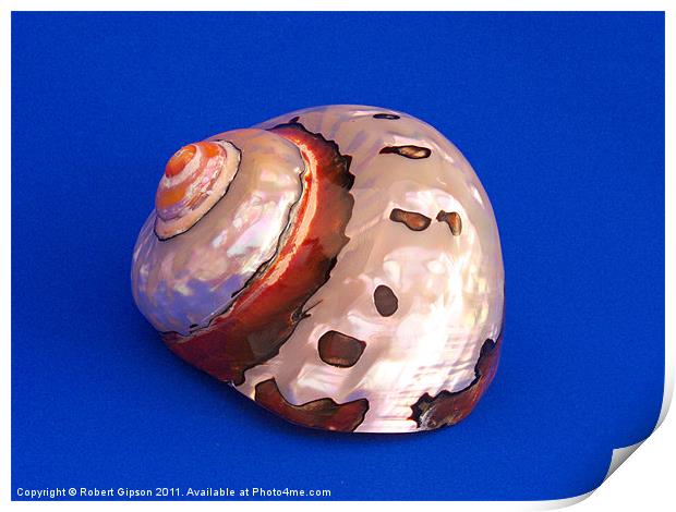Shell from the Sea 2 Print by Robert Gipson