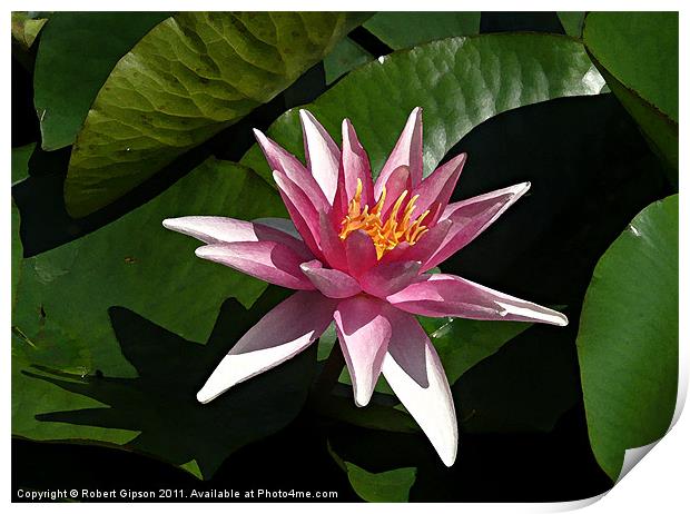 Water lily in water colour Print by Robert Gipson