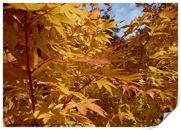 Autumn colours of gold 2 Print by Robert Gipson